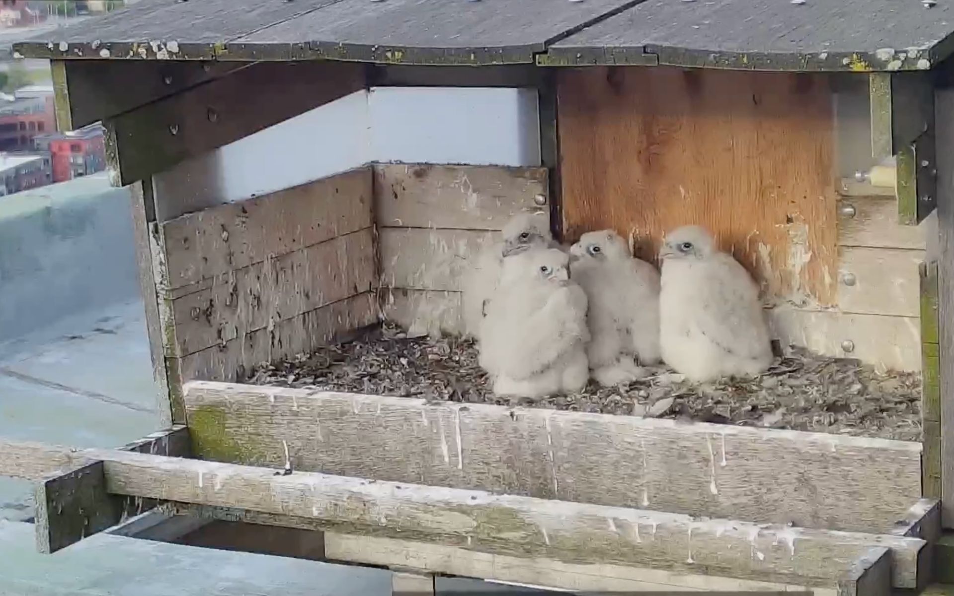 Screen shot of video by Peter Green providenceraptors.com <http://providenceraptors.com/>